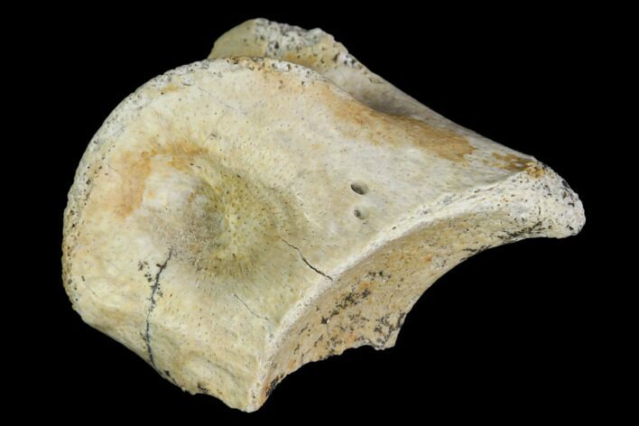 Theropod (Raptor) Toe Bone Fragment - Texas #105072